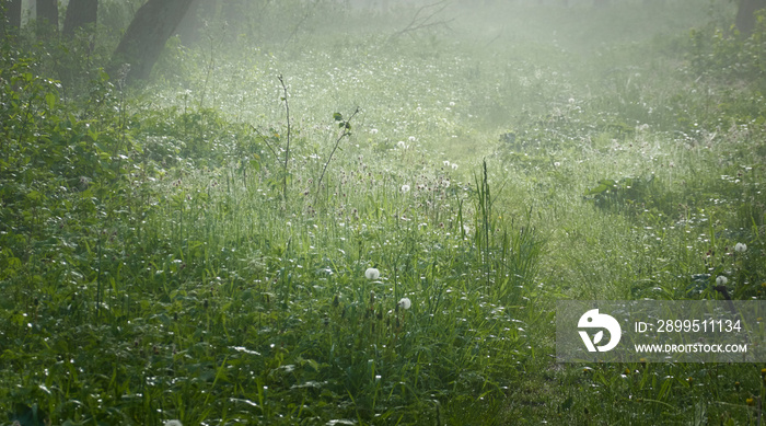 Forest meadow (lawn) at sunrise. Plants, flowers, dew drops. Morning fog, soft sunlight, sunbeams, golden hour. Idyllic landscape. Picturesque scenery. Nature, environment, ecology