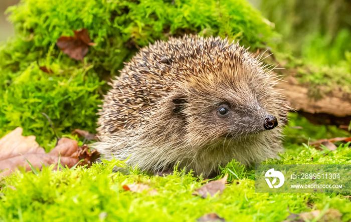 Hedgehog, wild, native, European hedgehog in natural woodland habitat with green moss and leaves.  Facing right.  Horizontal. Space for copy.