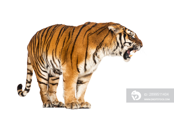 Tiger standing and growling, big cat, isolated on white