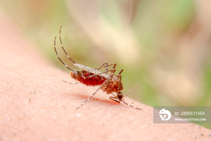 Wild mosquitoes are sucking blood on human skin and carrying malaria. Tiger striped mosquito is a mosquito that carries elephantiasis disease.