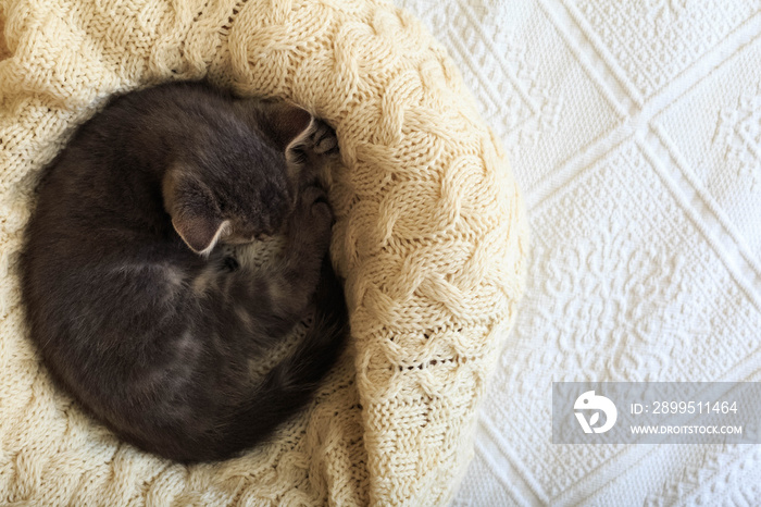 Gray striped kitty sleeps on knitted woolen beige plaid. Little cute fluffy cat. Cozy home.