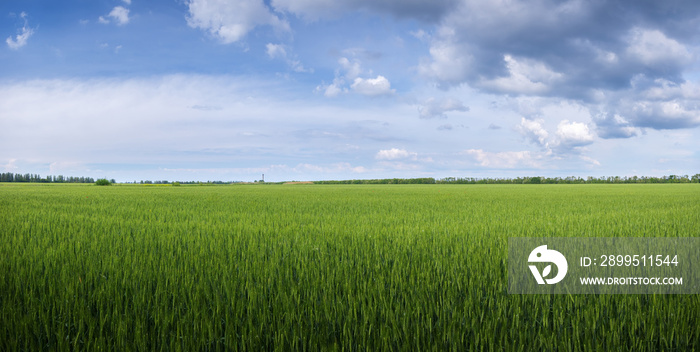 green young wheat field / bright Sunny day agriculture