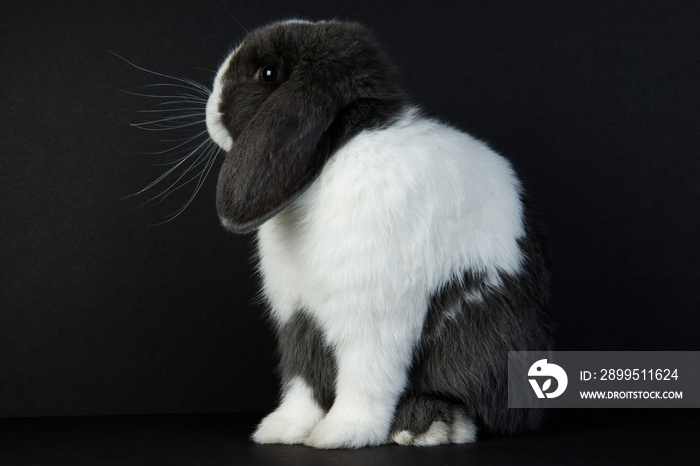 A side shot profiles a beautiful black and white mini lop-eared bunny sits on a black background in a studio.