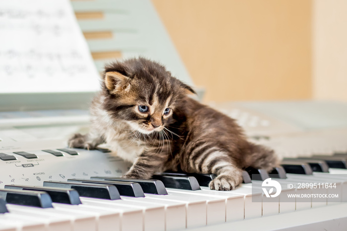 A small striped kitten on the piano keys. The first lesson of music_