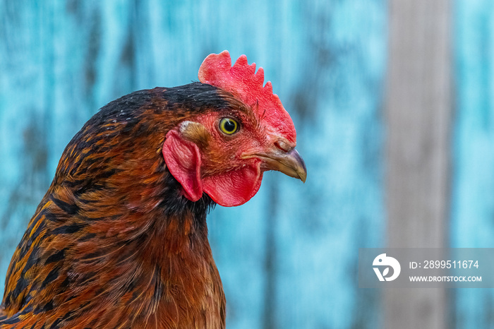 Portrait of a chicken in profile close up