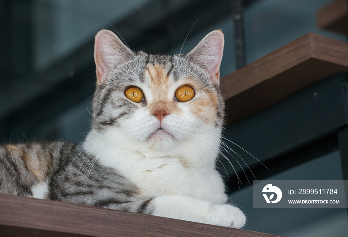 The American wirehair cat.