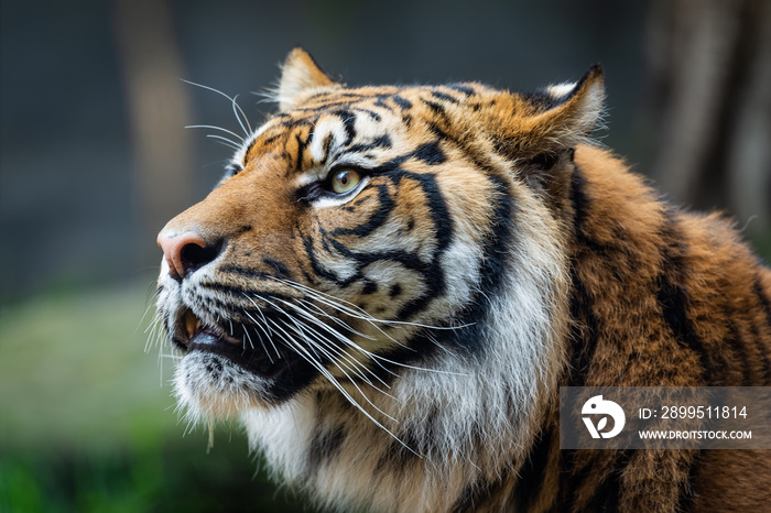 Male sumatran tiger in front of a rocky background