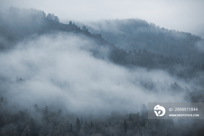 fog in the mountains. overcast. forest.