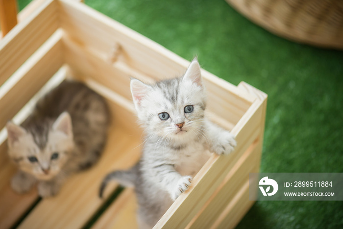 tabby kittens looking in a wood box