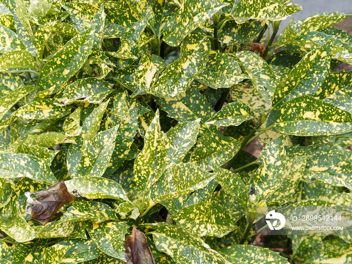 (Aucuba japonica) Foliage of Japanese aucuba or spotted laurel variegated with green and yellow