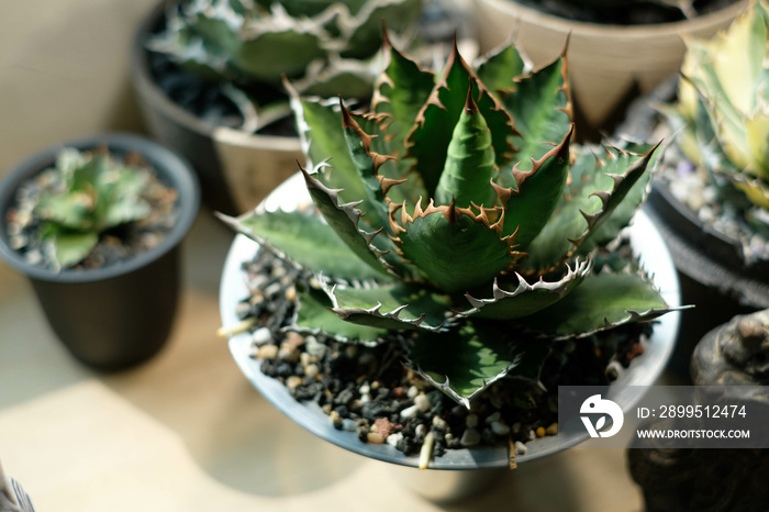 Potted Agave Titanota Hakugei, lifestyle, living room setting.