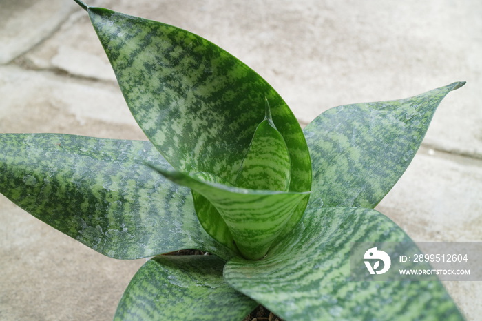 Beautiful and unique house plant called sansevieria hahnii green