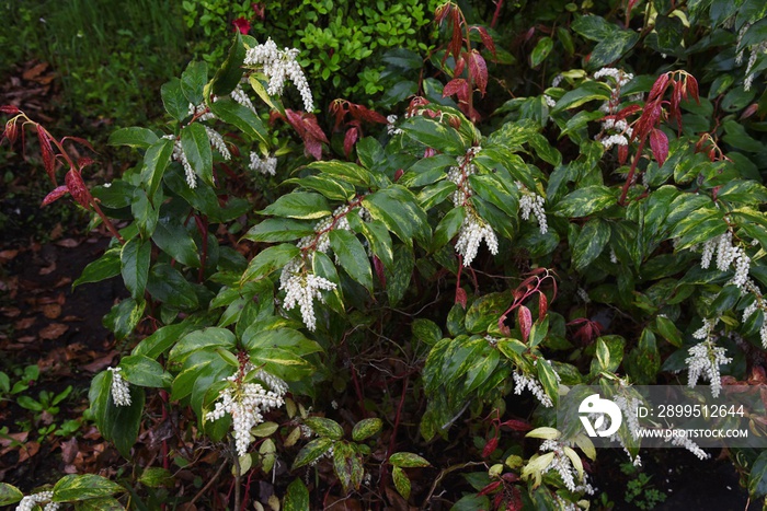 Leucothoe fontanesiana / Dog hobble