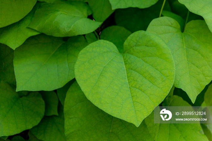 Nature green leaves background of Aristolochia macrophylla, Beautiful leaf pattern texture in small heart shape, Dutchman’s pipe or pipevine is a vine belongs to the plant family Aristolochiaceae.