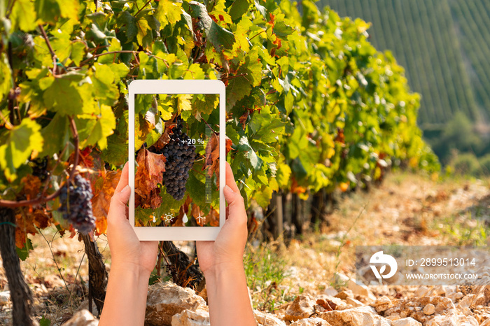 A farmer measures the quality of grapes using a tablet app. Smart farming and digital agriculture concept.