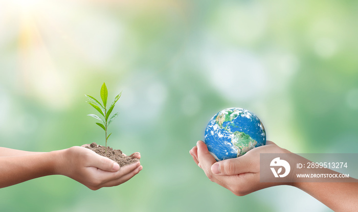 Hands holding global and seedling on blurred nature background. plant growth and eco friendly concept. Elements of this image furnished by NASA