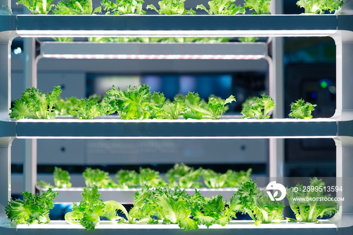 Lettuce grow in lab with advance aquaponic agriculture technology or hydroponic. Plant bio science research for genetic engineering in lab test.