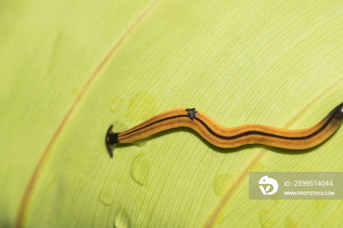 Macro of a hammerhead worm(Platyhelminthes),Flatworm on a leaf. (Selective focusing)