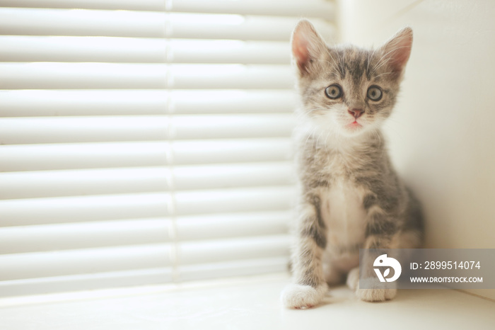 Little tricolor kitten sitting on the windowsill.