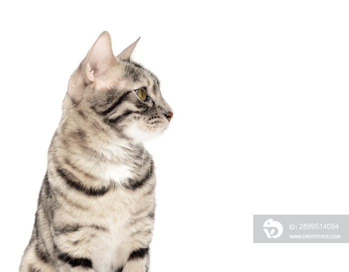 Studio shooting of Bengal cats color rosette on silver