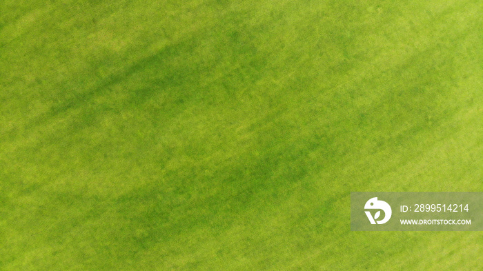 Green grass texture background. View above.