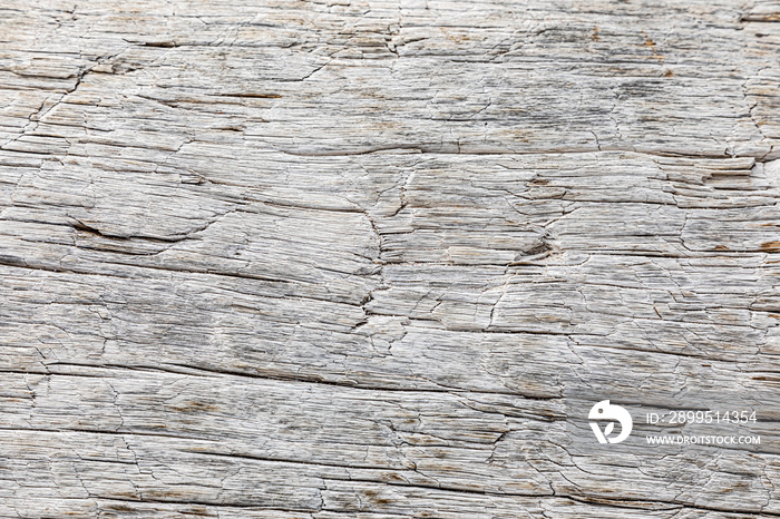 Macro close-up texture of a wood grain