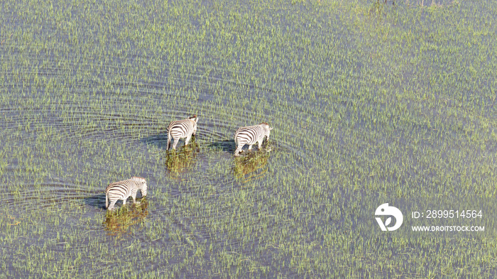 Wild African zebra in the Okavango delta - Botswana