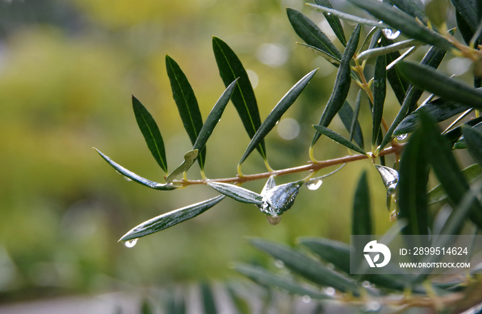 Close-up view of olive tree twigs and leaves with water drops after a winter rain