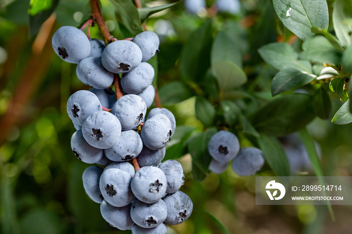 Fresh Organic Blueberries on the bush. close up