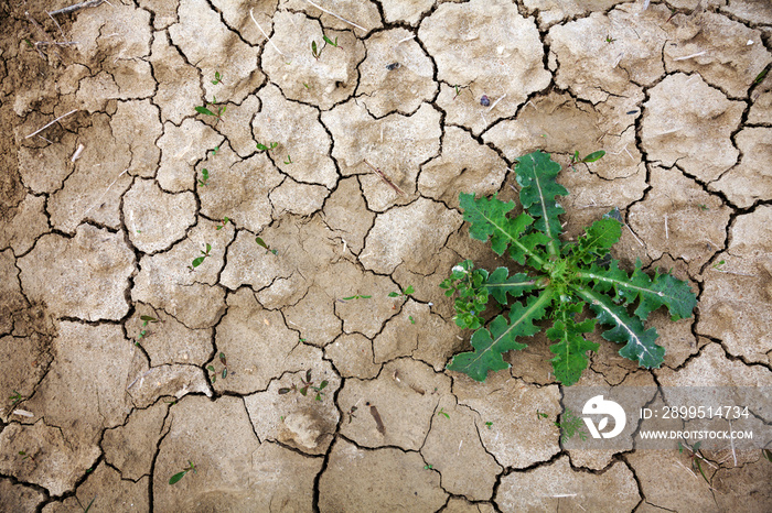 Drought Barren and Cracked soil with a plant