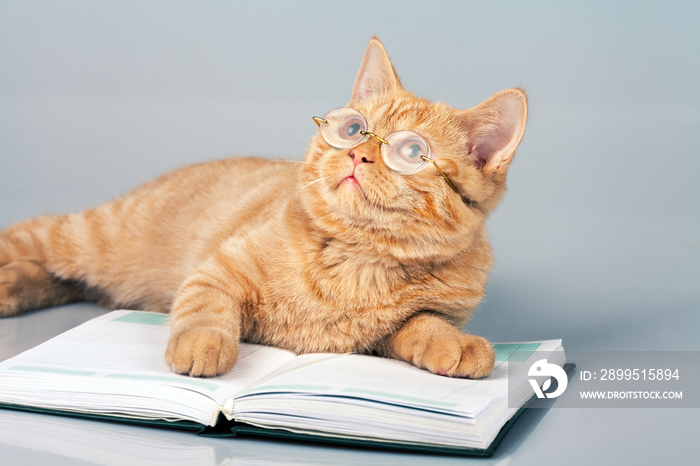 Cute business cat wearing glasses lying on notebook (book)