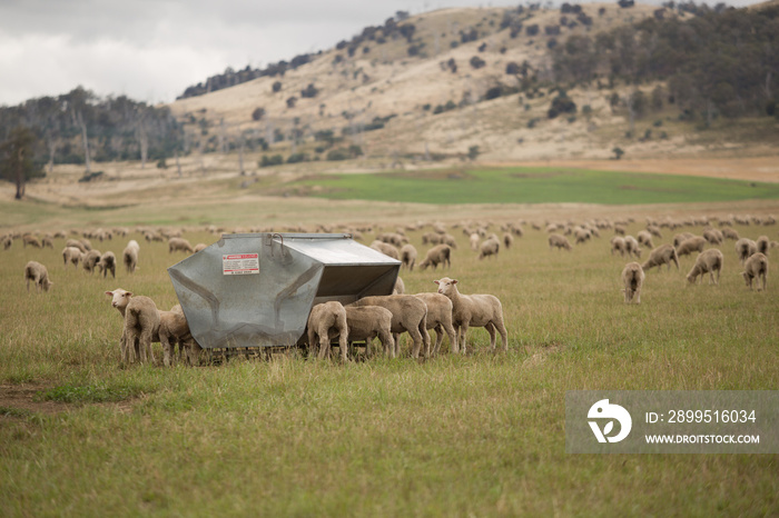 Sheep grazing and feeding from feed grain bins on a farm paddock