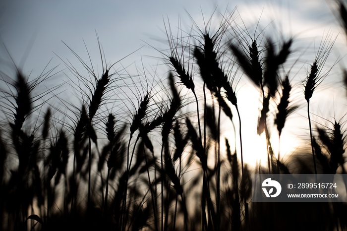 Wheat field silhouette at sunset