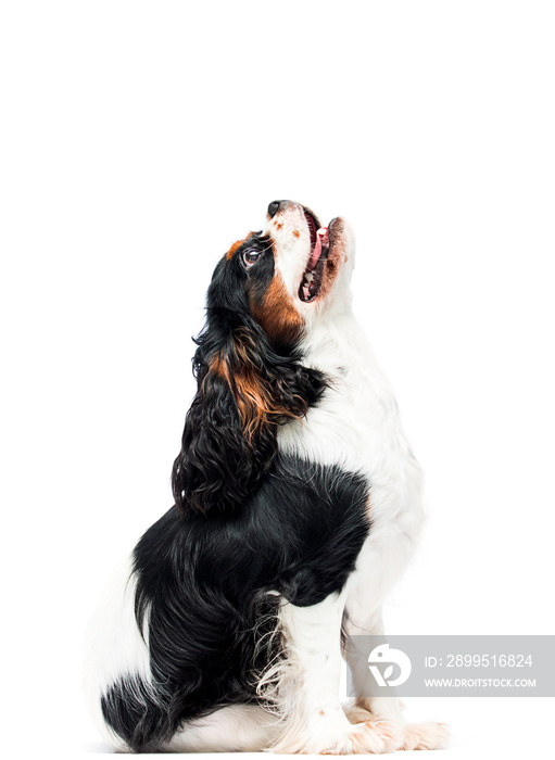 dog Cavalier King Charles Spaniel looking up on a white background