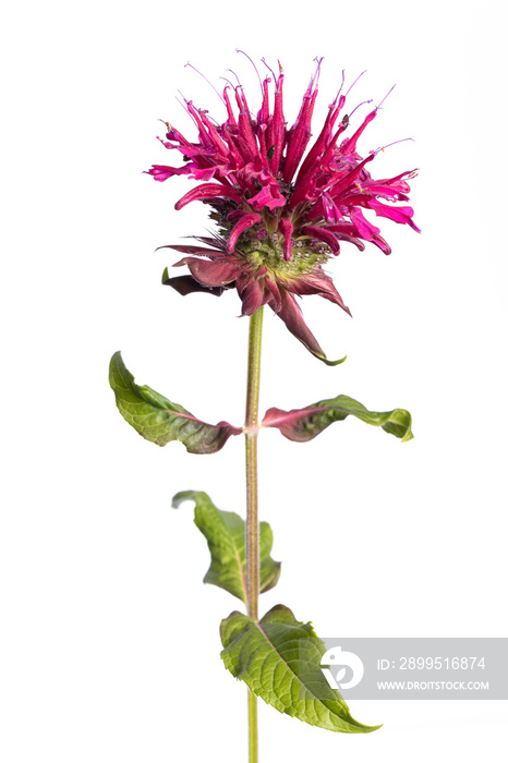 medicinal plant from my garden: flower and leafs of Monarda didyma (Indiandernessel / Goldmelisse) isolated on white background