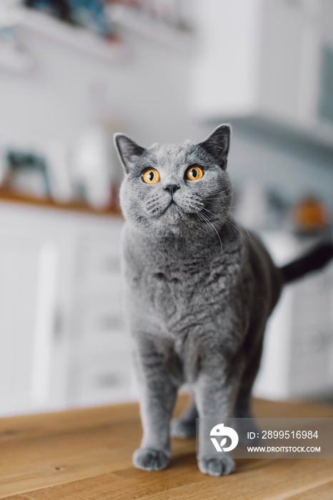 British cat in home portrait.