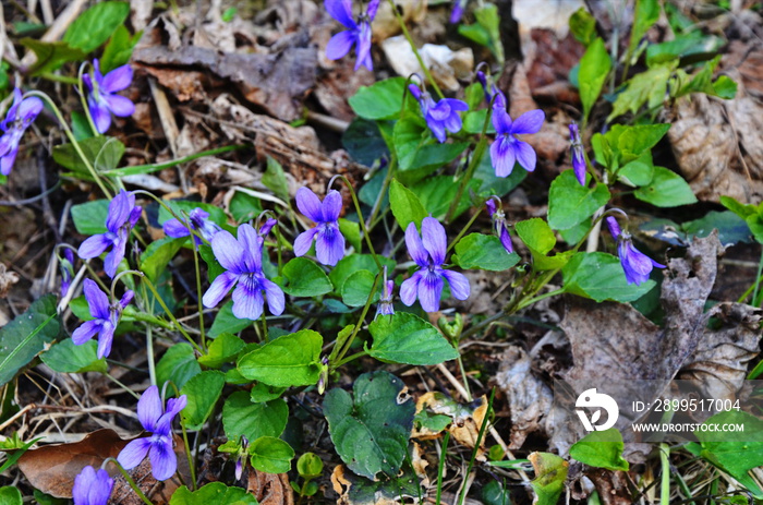 Violet Forest (Viola reichenbachiana) closeup. Viola reichenbachiana, the early dog-violet.