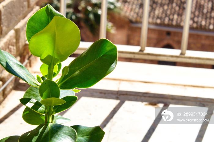 Pretty potted clusia rosea plant in growth phase