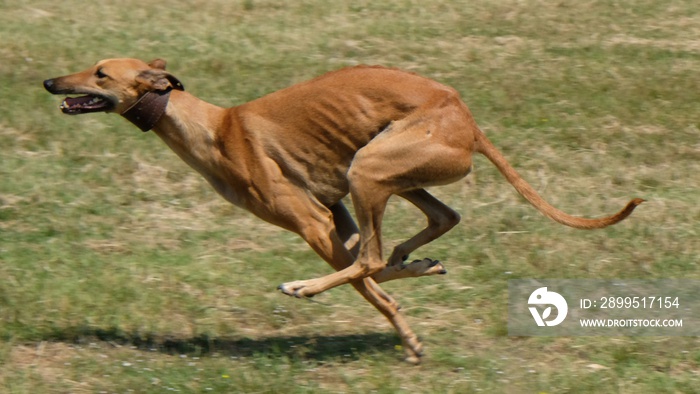 Greyhound is running  in pursuit of a mechanical hare (rabbit)