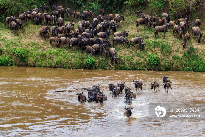 Wildebeest crossing the Mara river in Serengeti national park, Tanzania. Great migration