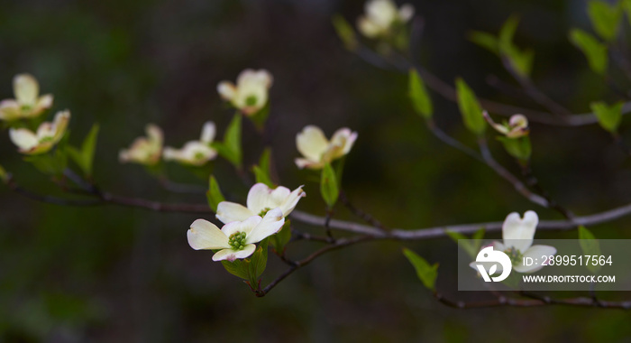 Blooming Dogwood (Cornus florida) tree near Allentown, Pennsylvania, USA