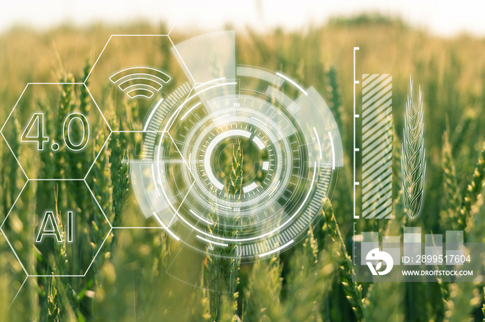 Ears of wheat with infographics. Smart farming and precision agriculture 4.0