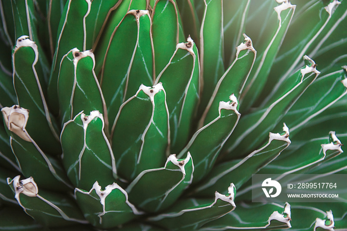 green leaves background