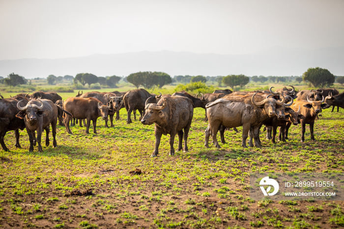 Herd of African Buffalo ( Syncerus caffer), Queen Elizabeth National Park, Uganda.