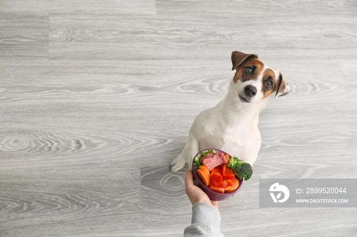 Owner feeding cute dog at home