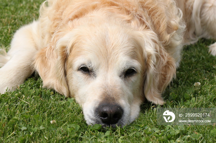 close up of golden retriever head - lying asleep relaxed in the meadow