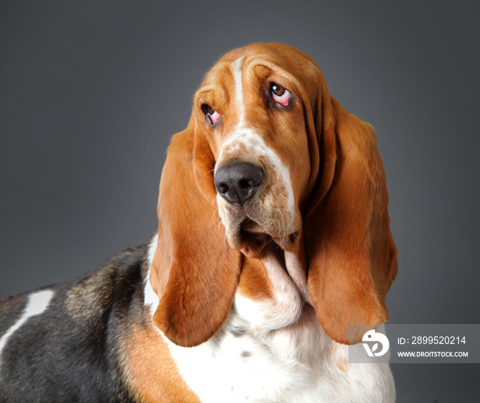 Basset hound dog