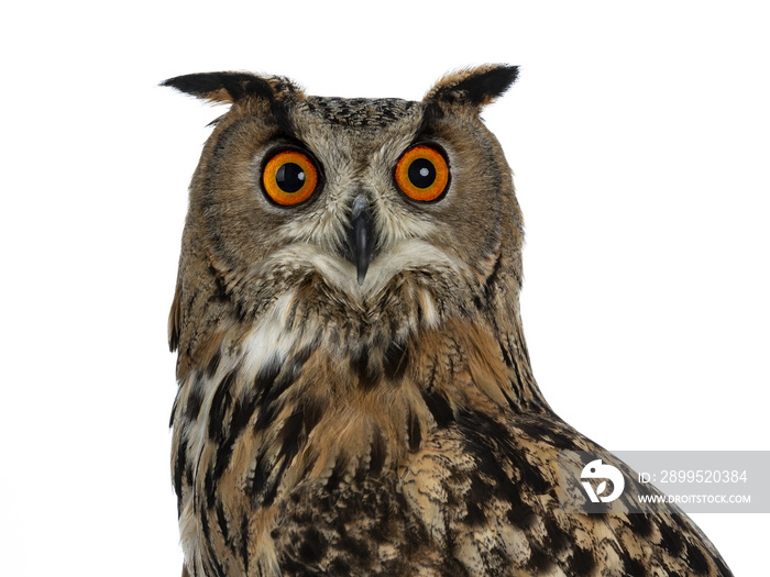 Head shot of Turkmenian Eagle owl / bubo bubo turcomanus s isolated on white background looking in lens