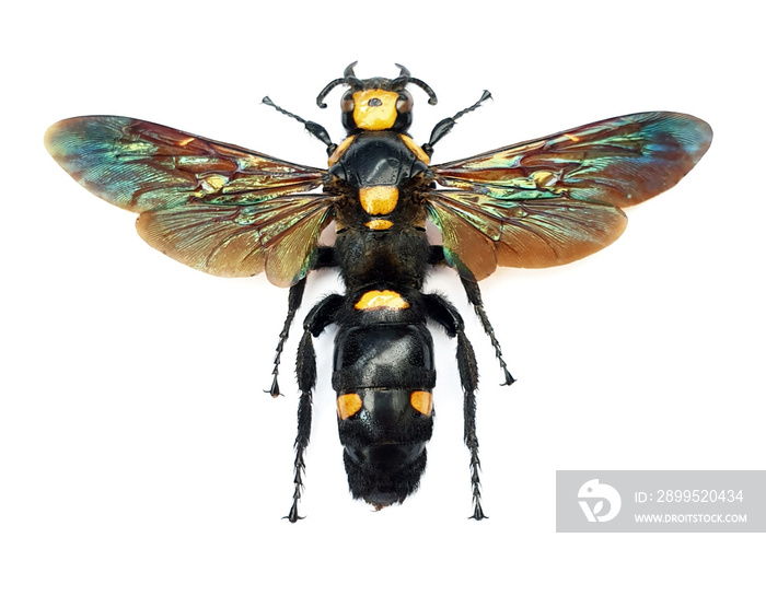 Megascolia procer sarawakensis (female) Large Insect, Predator Wasps in White Background