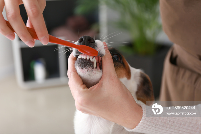 Female groomer brushing dog’s teeth in salon